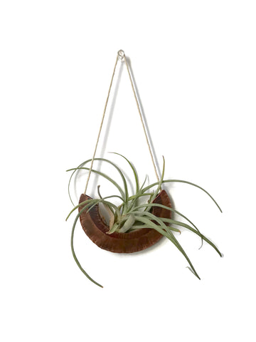 Airplant Hanger